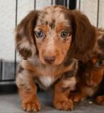 Op zoek naar chocolade tan  langharige teckel, Dieren en Toebehoren, Honden | Teckels en Dashonden, 8 tot 15 weken, Dwerg, Langhaar