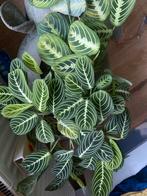 Marantha lemon lime stek, Huis en Inrichting, Kamerplanten, Ophalen of Verzenden, Halfschaduw, Minder dan 100 cm