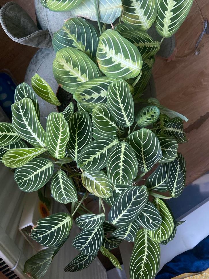 Marantha lemon lime stek, Huis en Inrichting, Kamerplanten, Minder dan 100 cm, Halfschaduw, Ophalen of Verzenden