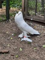 Diverse Hollandse kroppers, Meerdere dieren