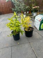 Granaatappel, Ophalen of Verzenden, Eenjarig, Overige soorten, Volle zon