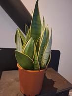 Vrouwentong plant te koop., Ophalen, Halfschaduw, Minder dan 100 cm