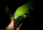 Phelsuma Grandis / Reuzendaggekko, Dieren en Toebehoren, Hagedis, 0 tot 2 jaar