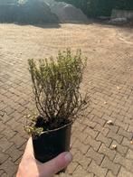 Thijm Plantjes - Thymus Vulgaris P9, Volle zon, Vaste plant, Ophalen of Verzenden, Kruiden
