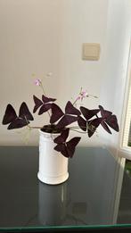 Kamerplant + pot, Ophalen of Verzenden, Overige soorten, Minder dan 100 cm