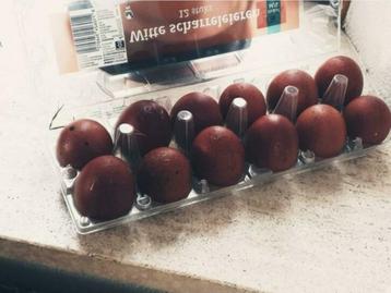 Koperblauwe Marans groot. Mooie, donkere, grote broedeieren beschikbaar voor biedingen
