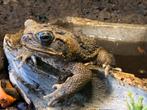 Rhinella marina (Bufo marinus) man. Reuzenpad, Dieren en Toebehoren, Reptielen en Amfibieën, Amfibie, 0 tot 2 jaar