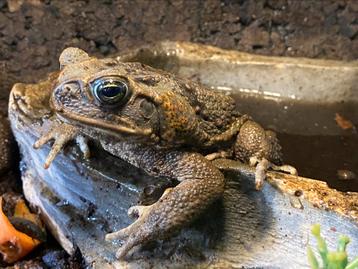 Rhinella marina (Bufo marinus) man. Reuzenpad beschikbaar voor biedingen