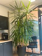 2 yucca palmen, Tuin en Terras, Planten | Bomen, 250 tot 400 cm, Zomer, Palmboom, Ophalen