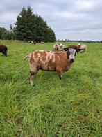 Dekram te koop, Dieren en Toebehoren, Schapen, Geiten en Varkens, Mannelijk, Schaap