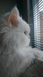 Prachtige perzische kater (Perz Pers), Kater, Ingeënt