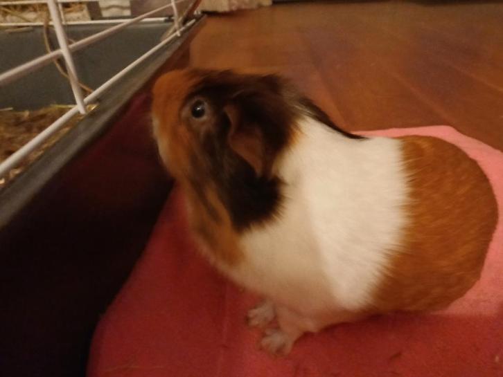 Gezocht: (tijdelijk) cavia zeugje, Dieren en Toebehoren, Knaagdieren, Vrouwelijk, Cavia, Januari