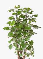 2 prachtige planten🪴Pachira aquatica /Polyscias balfouriana, Ophalen, Halfschaduw, Minder dan 100 cm