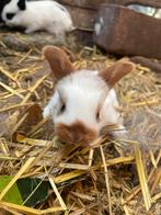 Baby konijnen, Dieren en Toebehoren, Konijnen, Meerdere dieren, 0 tot 2 jaar, Middelgroot