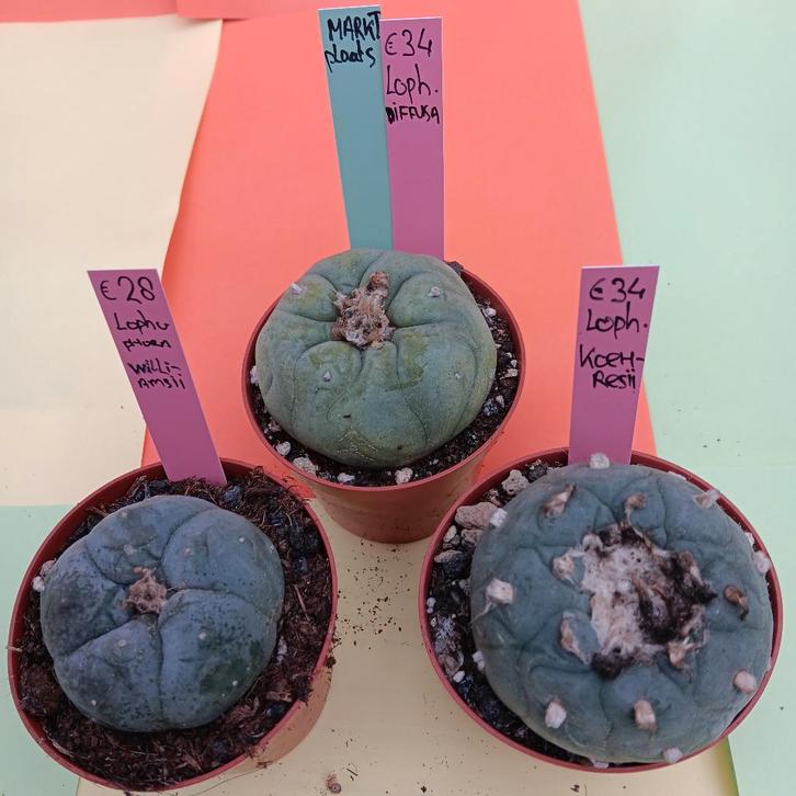lophophora ( Pyotil )  3 verschillende species., Huis en Inrichting, Kamerplanten, Cactus, Minder dan 100 cm, Bloeiende kamerplant