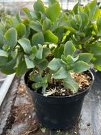 Crassula, Ophalen of Verzenden, Overige soorten, Minder dan 100 cm