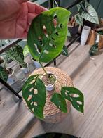 Monstera Esqueleto, Ophalen of Verzenden, Overige soorten, Minder dan 100 cm