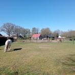 Privé-stal / Paddock Paradise zoekt kuddegenoot., 1 paard of pony