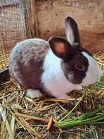 Hollander ram, Dieren en Toebehoren, Mannelijk, Groot