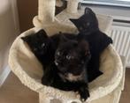 Ragdoll kittens, Halve ragdoll kittens, kittens, Meerdere dieren, Ontwormd, 0 tot 2 jaar