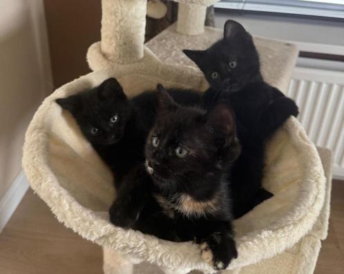 Ragdoll kittens, Halve ragdoll kittens, kittens, Dieren en Toebehoren, Katten en Kittens | Raskatten | Korthaar, Meerdere dieren