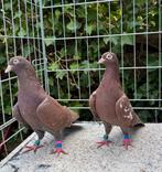 Engelse Sheffield Vliegtipplers (TOP duiven), Meerdere dieren, Overige soorten
