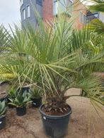 Butia capitata, Ophalen, Volle zon, Palmboom