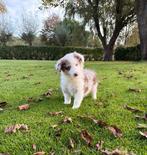 Australian Shepherd x Border Collie pups, Dieren en Toebehoren, Honden | Herdershonden en Veedrijvers, Nederland, CDV (hondenziekte)