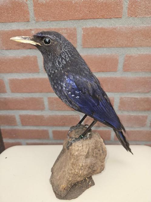 prachtige opgezette Chinese fluitlijster, Verzamelen, Dierenverzamelingen, Nieuw, Opgezet dier, Vogel, Ophalen of Verzenden