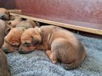 Rhodesian Ridgeback pups, Dieren en Toebehoren, Overige rassen, CDV (hondenziekte), 8 tot 15 weken, Meerdere