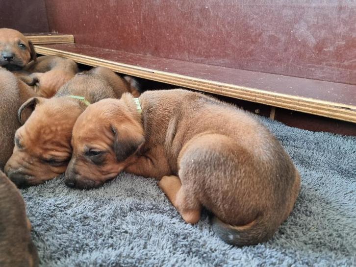 Rhodesian Ridgeback pups, Dieren en Toebehoren, Honden | Beagles, Bassets en Lopende honden, Meerdere dieren, Overige rassen, Particulier