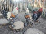 Brahma hanen, Dieren en Toebehoren, Mannelijk, Kip