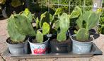 Cactussen (ophalen in Heerenveen), Tuin en Terras, Planten | Tuinplanten, Ophalen, Overige soorten, Volle zon