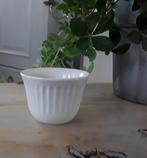 Cactuspotje (nieuw), Rond, Ophalen of Verzenden, Aardewerk, Binnen