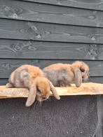 Razuiver NHD voedster met jongen, Dieren en Toebehoren, Konijnen, Vrouwelijk, Dwerg, Hangoor, 0 tot 2 jaar