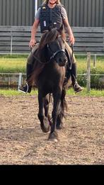 Prachtige mensgerichte grote maat Fell pony, Ophalen
