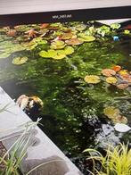 Koi en winde vijvervissen te koop 15 euro per stuk, Dieren en Toebehoren, Vissen | Vijvervissen, Baars of Goudwinde