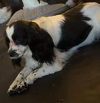 Cavalier king charles spaniel teefje, CDV (hondenziekte), Particulier, Buitenland, Teef