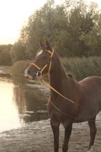 Arabische volbloed merrie, Dieren en Toebehoren, Paarden, Merrie, Ontwormd