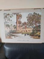 Antieke schoolplaat Australische planten en dieren, Antiek en Kunst, Antiek | Schoolplaten, Ophalen of Verzenden