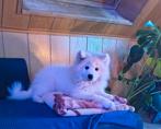 Samoyed, Particulier, 15 weken tot 1 jaar, CDV (hondenziekte), Buitenland