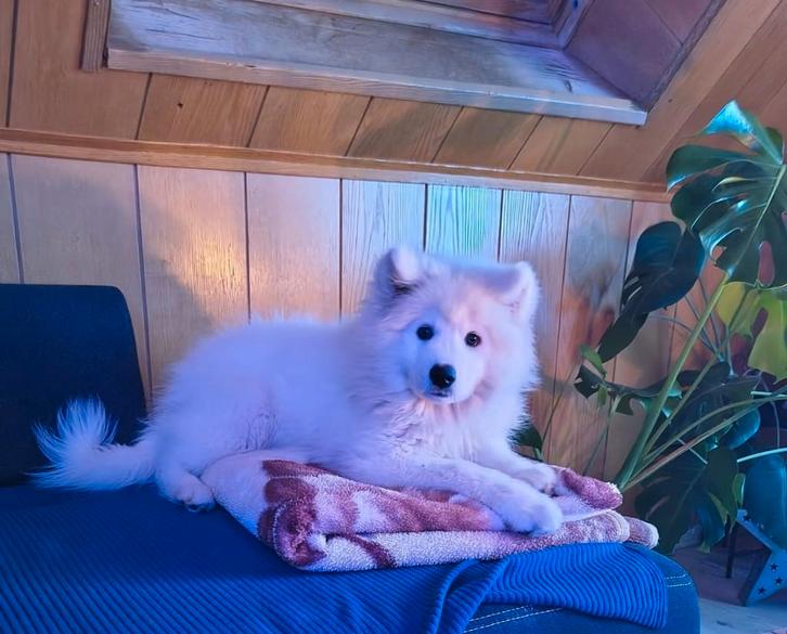 Samoyed, Dieren en Toebehoren, Honden | Poolhonden, Keeshonden en Oertypen, Reu, Overige rassen, Particulier, Eén hond, Buitenland