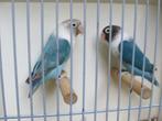 Agapornis Personata blauw koppel, Dieren en Toebehoren, Meerdere dieren, Dwergpapegaai of Agapornis, Geringd