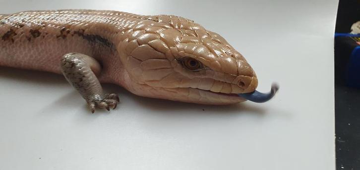 Blauwtongskink