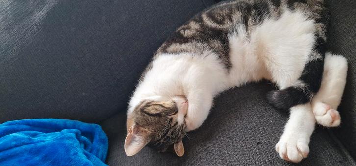 Poezen, Dieren en Toebehoren, Katten-accessoires, Ophalen of Verzenden