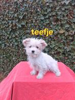 Te koop mooie speelse boomer pups, Dieren en Toebehoren, Parvo, Overige rassen, 8 tot 15 weken, Meerdere