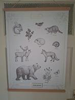 Muurposter bosdieren Pimpelmees kinderkamer, Ophalen of Verzenden, Zo goed als nieuw