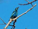 Te koop blauwoor glans spreeuwen vast geringd, Dieren en Toebehoren, Mannelijk, Tropenvogel, Geringd