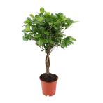 Vijg, Rubberboom, Minder dan 100 cm, Ficus, Halfschaduw, Verzenden