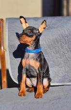 dwergpinscher, Dieren en Toebehoren, Overige rassen, 8 tot 15 weken, Meerdere, Meerdere dieren